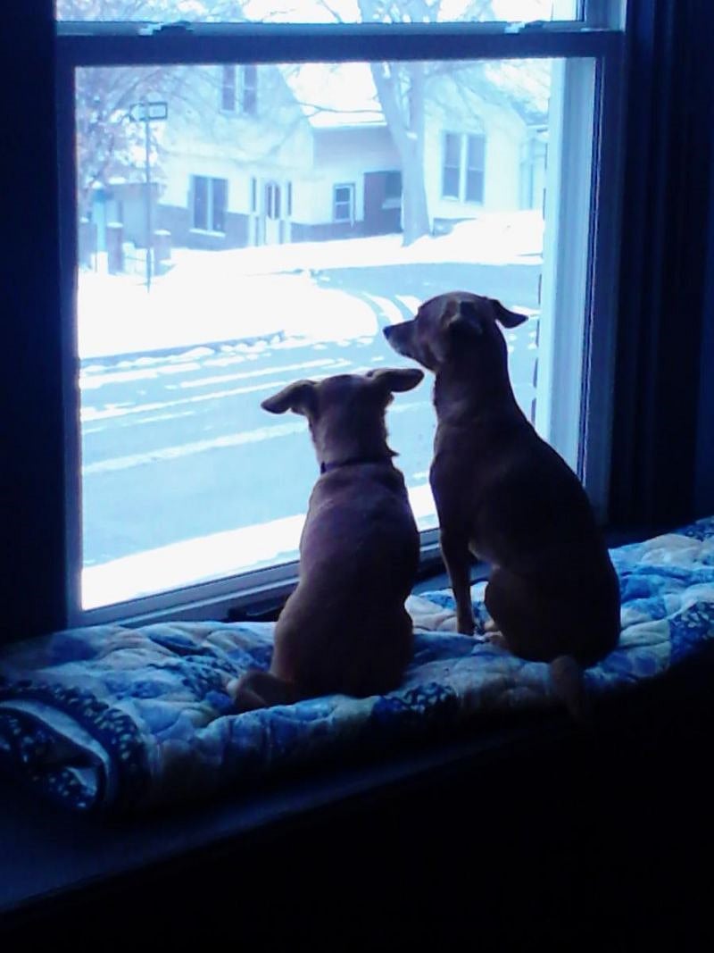 Must love Dogs! This is Pebbles & Roxie