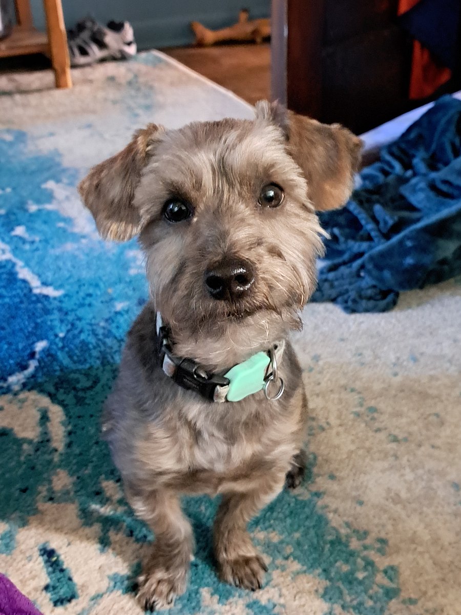 Must love dogs! Meet Frankie! Loves fetch & belly rubs.