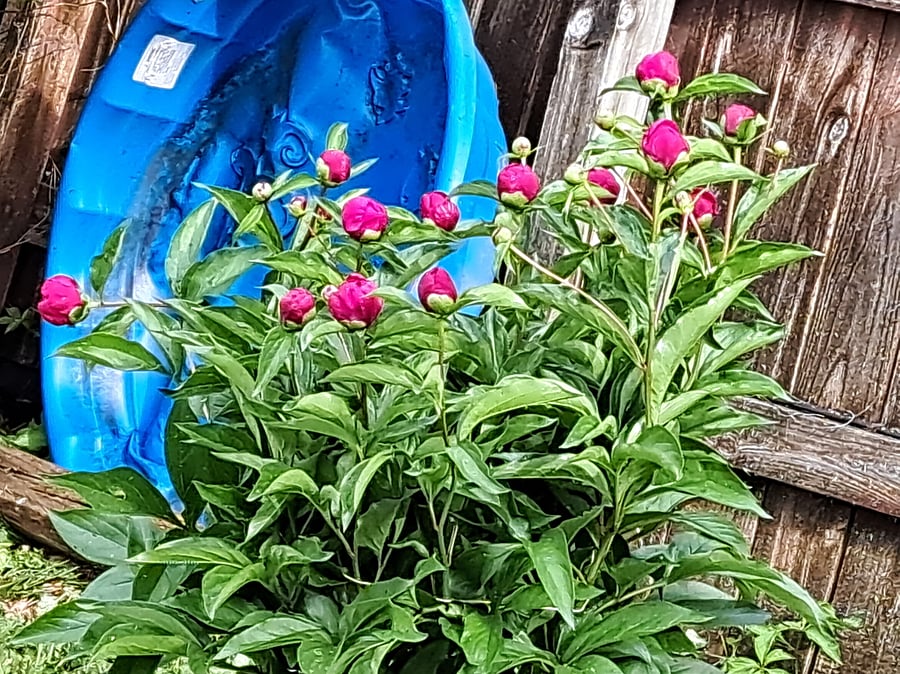 Peonies
