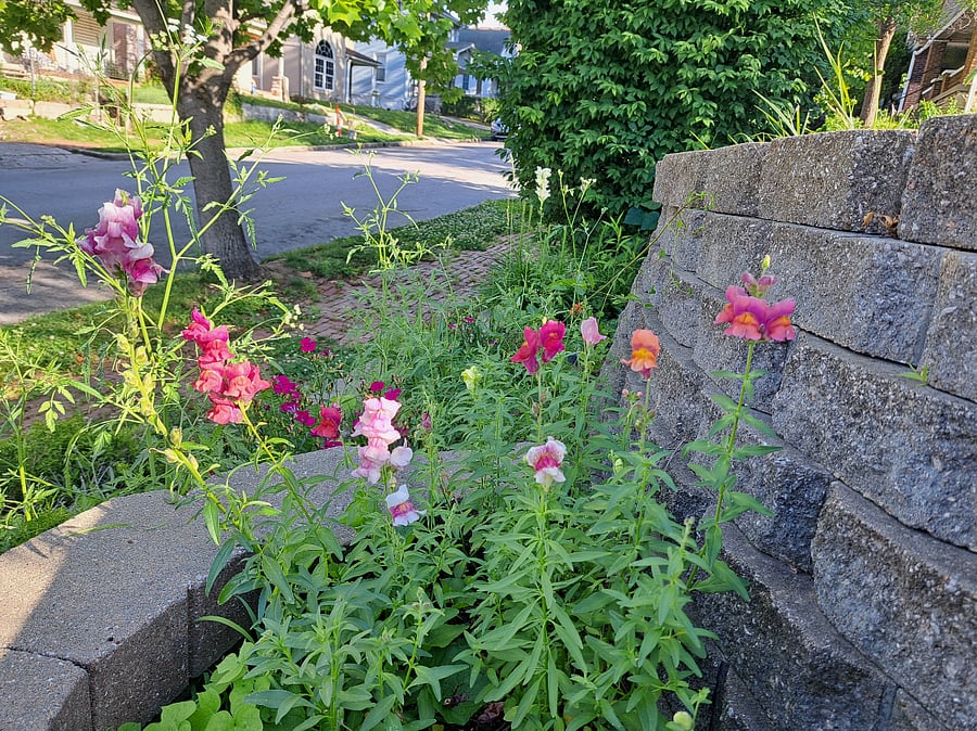 Snap Dragons