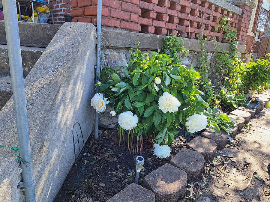 Peonies