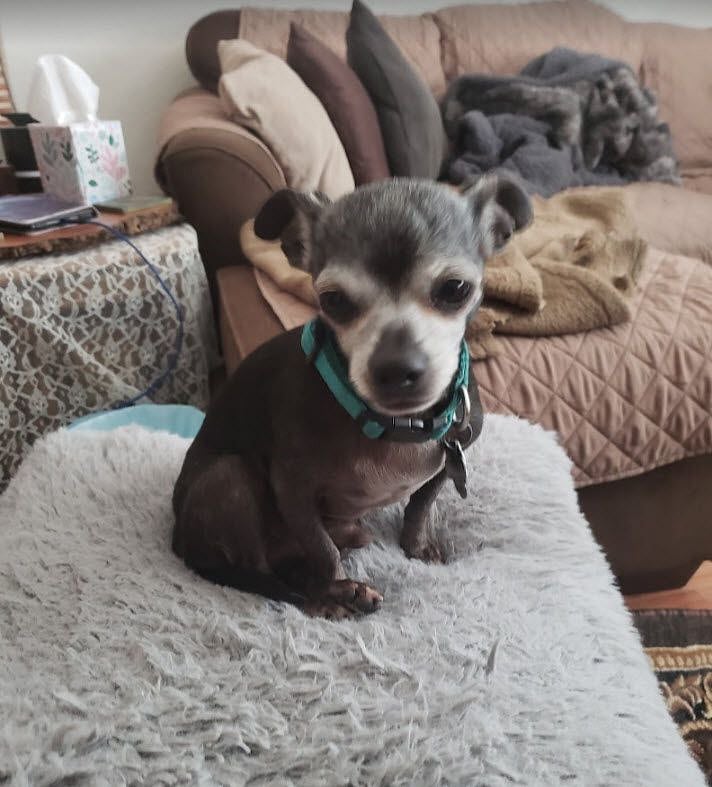 resident senior dog - Cody (8 pound Chihuahua)