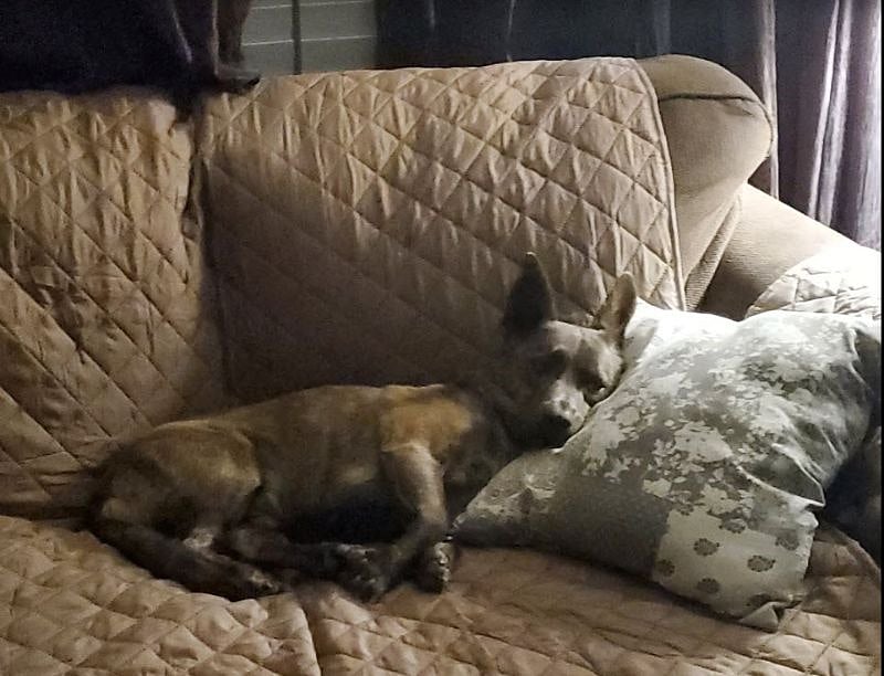 resident dog - Fergus (25 pound terrier mix)