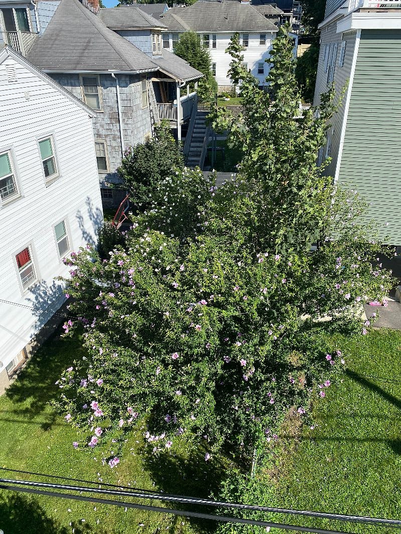 View of hibiscus trees in full bloom from the back porch.