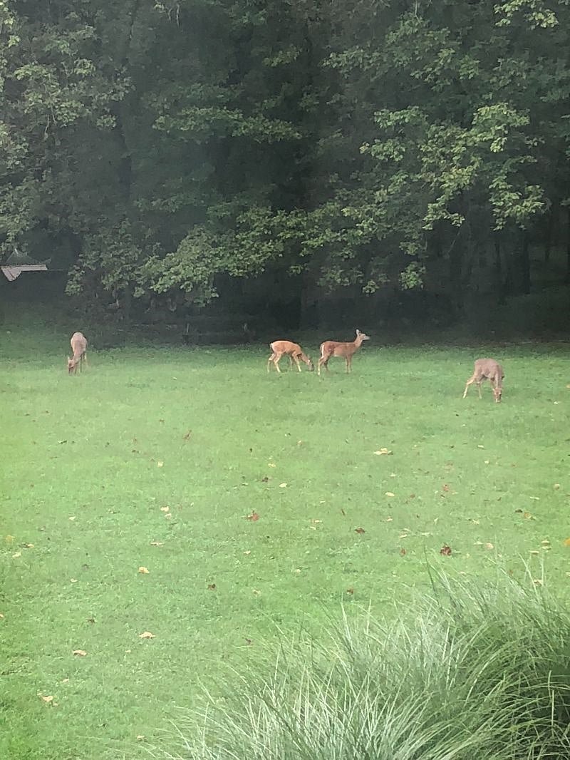 Multitude of wild life
