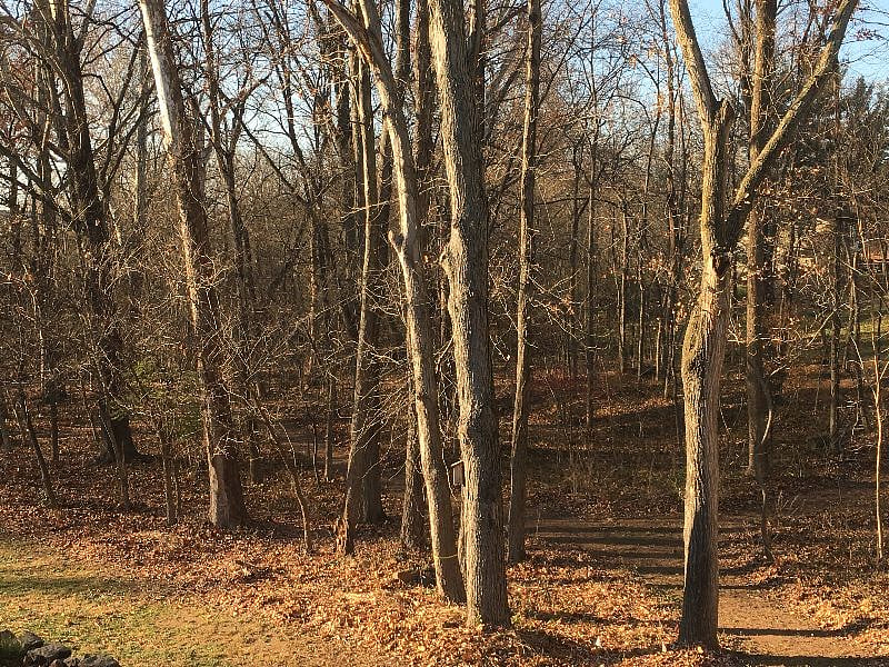 Maintained walking paths throughout the woods.