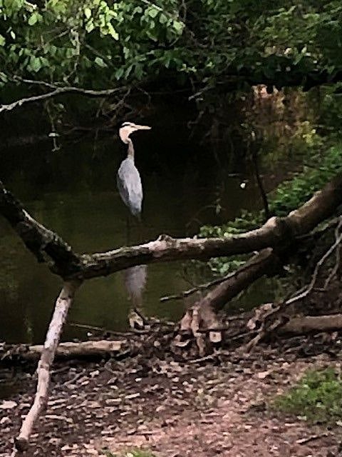 Blue Heron - a good omen - harmony.