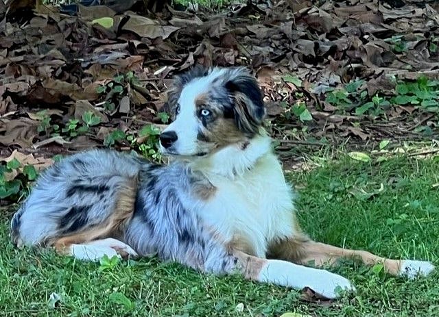 Must Love Dogs ;-) This is my 2 year-old miniature Australian Shepherd, River. He LOVES to play ball and play with dogs (small and large), and go for a swim in the creek daily during the warmer months.