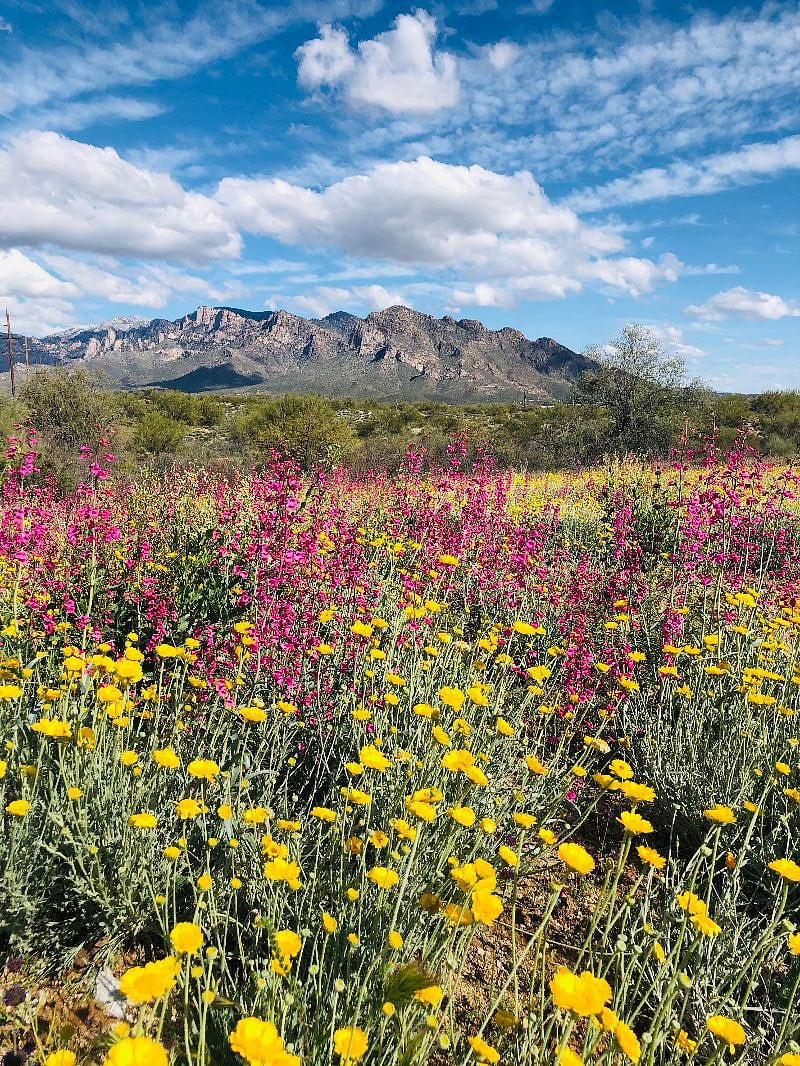 We have lots of springtime wildflowers in the area.