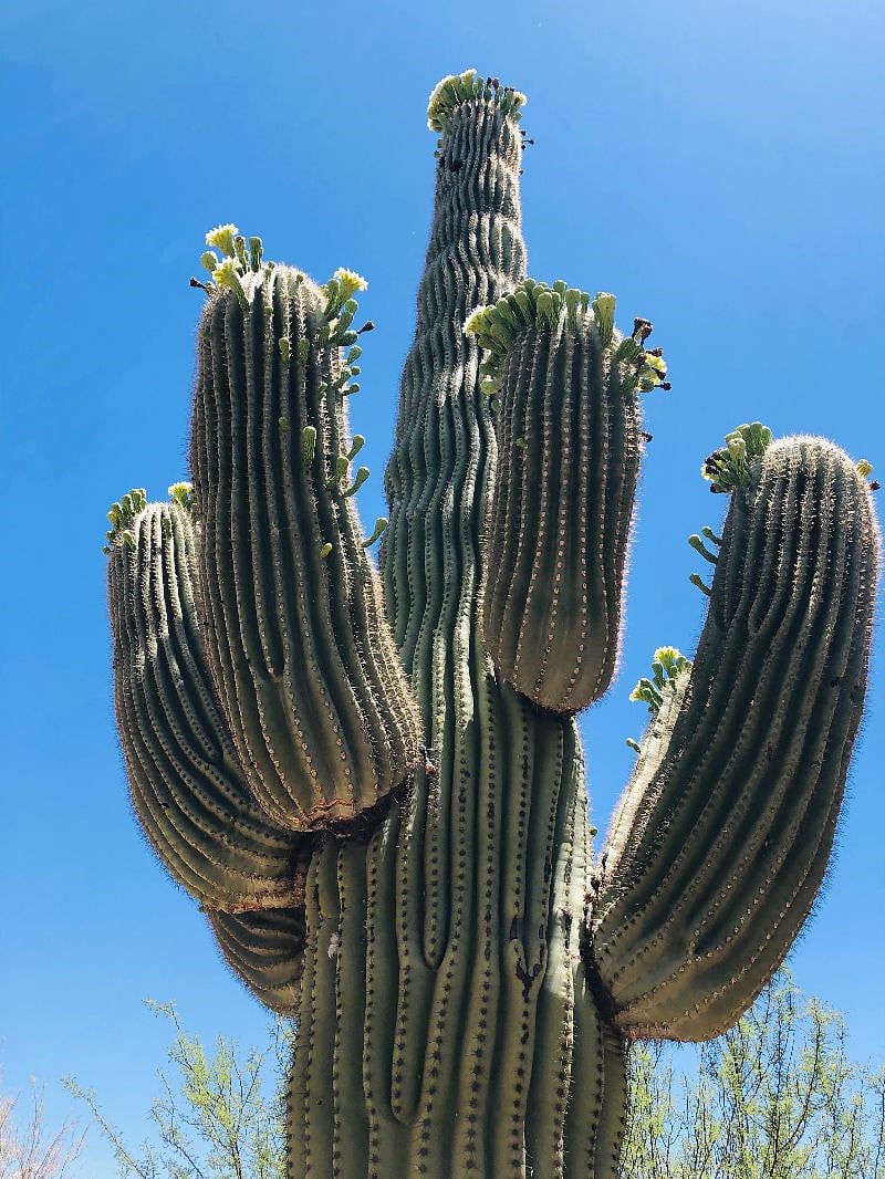 Just one of the many majestic saguaros located on the property.
