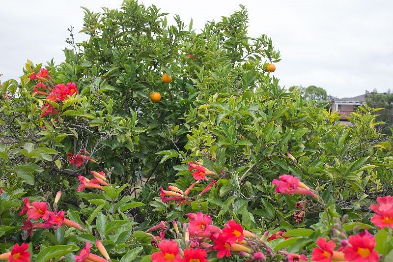 Fruit trees include orange, pomegranate, fig, lemon, and banana.