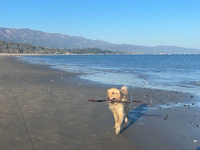Our beloved Lola at one of the gorgeous Santa Barbara beaches (about 10 minutes away)!