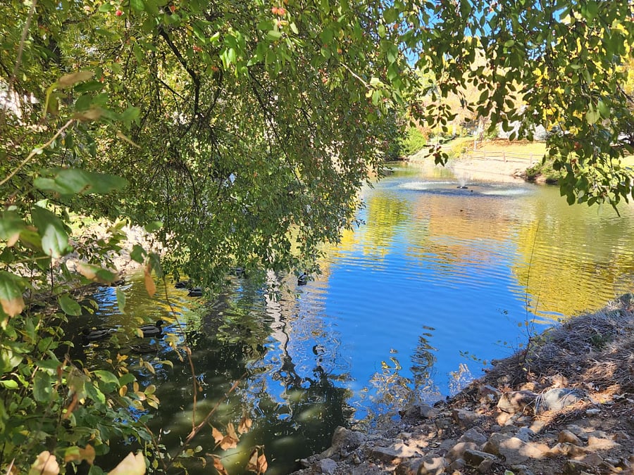 View of the pond. 