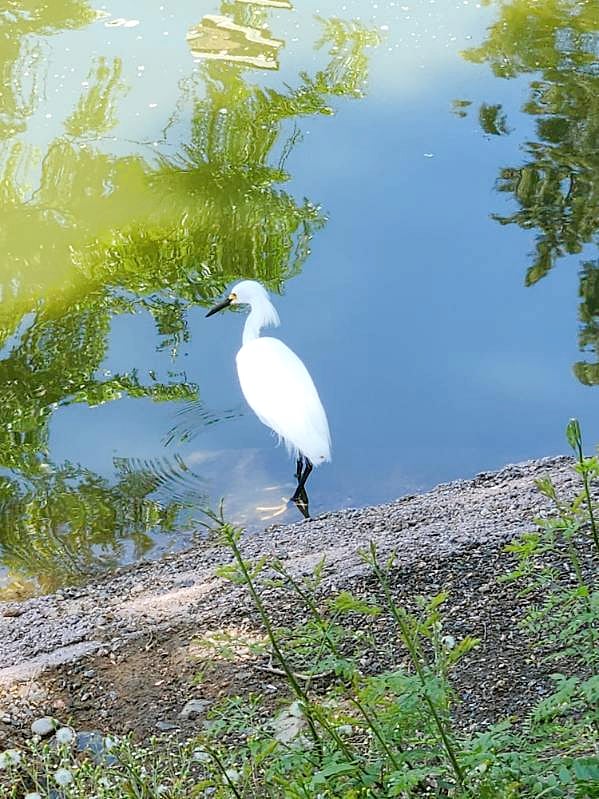 Furnished Finder property 570306_1 photo 110