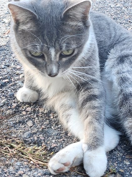 I dont own pets but there are a lot of animals in our community that hang out : )