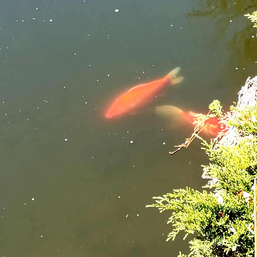 Pond