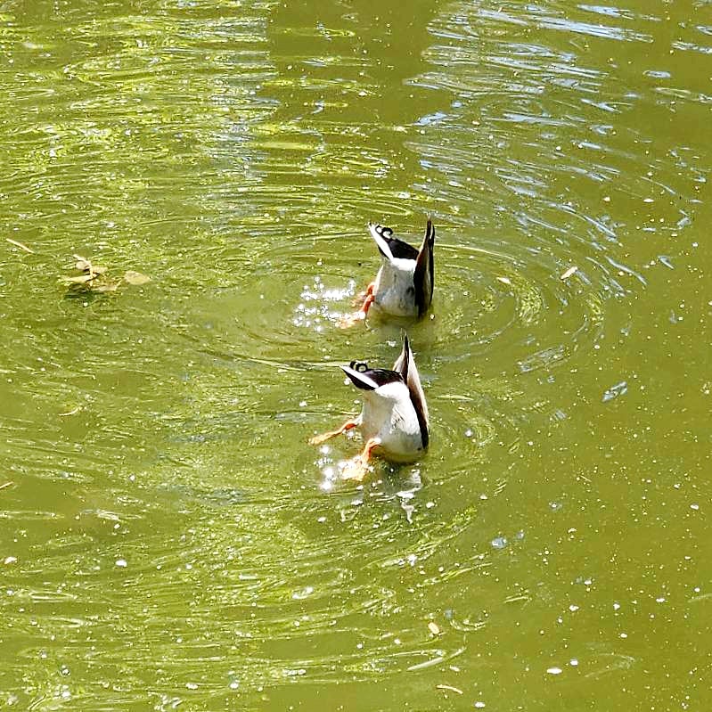Geese in pond. 
