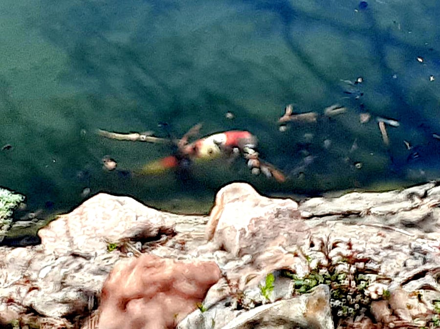 Pond