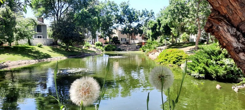 Pond is located in rear of unit. 
