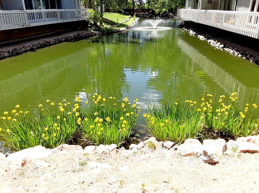 Pond. 