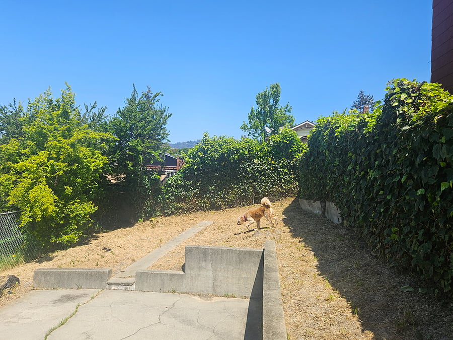 Large backyard 