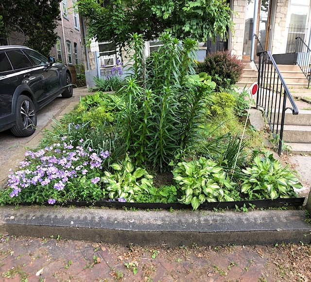 Front yard