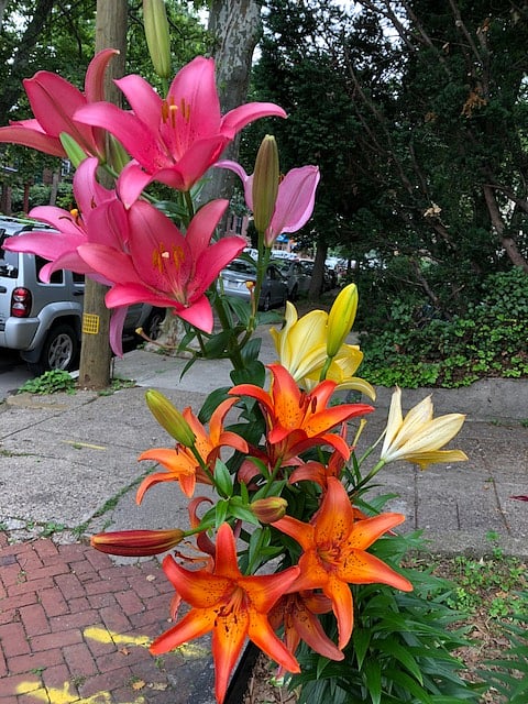 front yard