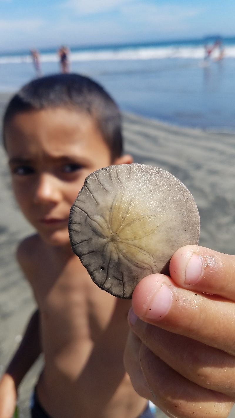 Coronado is one of the few beaches where you can find whole sand dollars (that's our son, Romeo, in the background)!