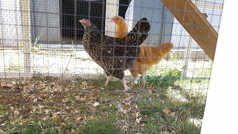 Yes, we have chickens!