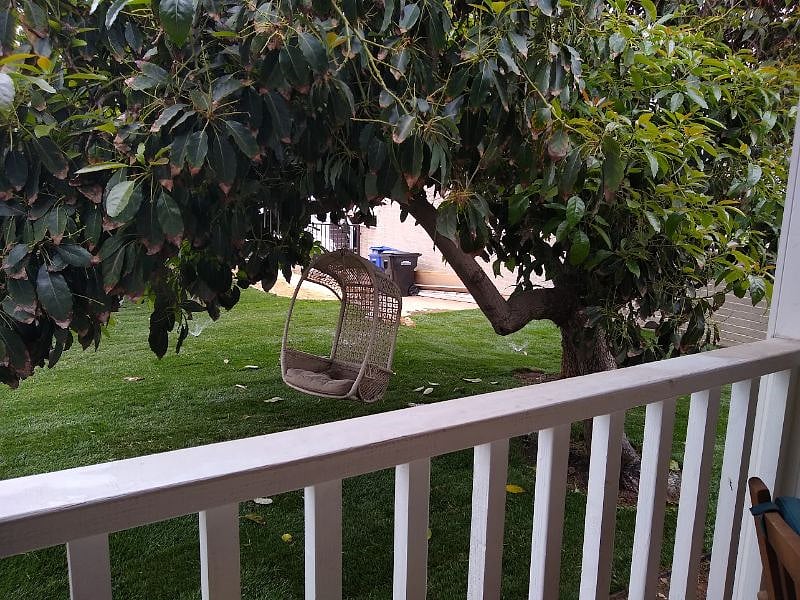 Your view of the avocado tree. Please help yourself!