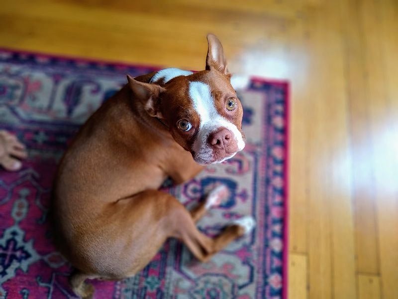 You'll definitely see this guy running around... Pokey, our brown Boston Terrier <3