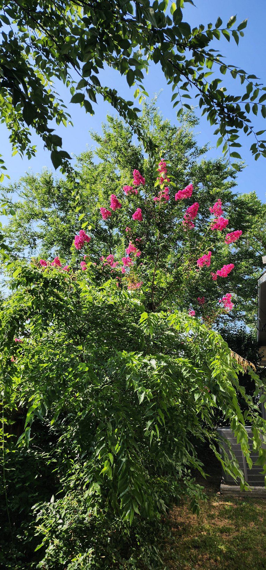 Beautiful Crepe Myrtle trees in the spacious backyard 