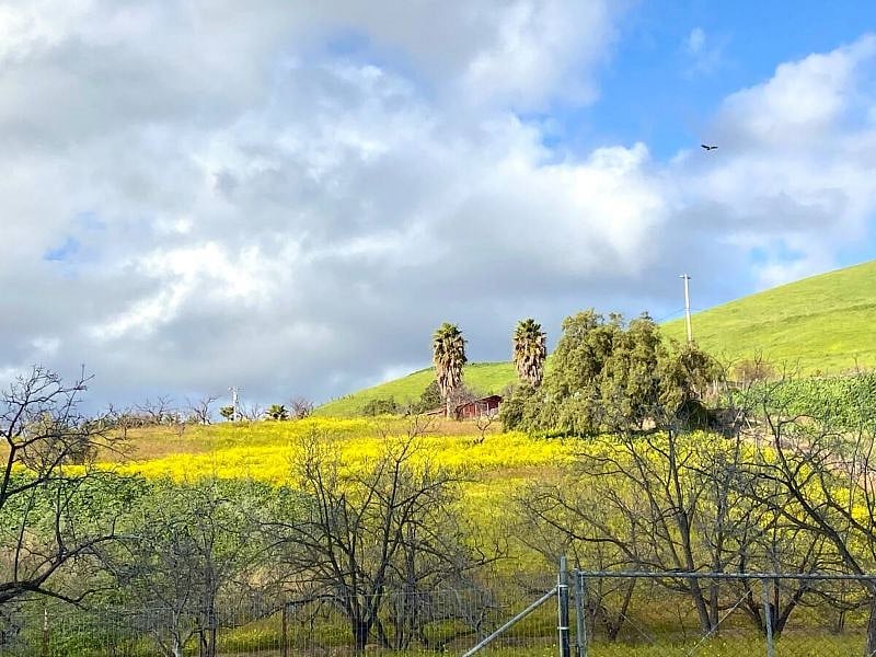 California wildflowers in full bloom, captured Feb23. Walking distance from our Guesthouse. The hills stay golden from Summer-Winter & turn lush green from Winter through Spring.