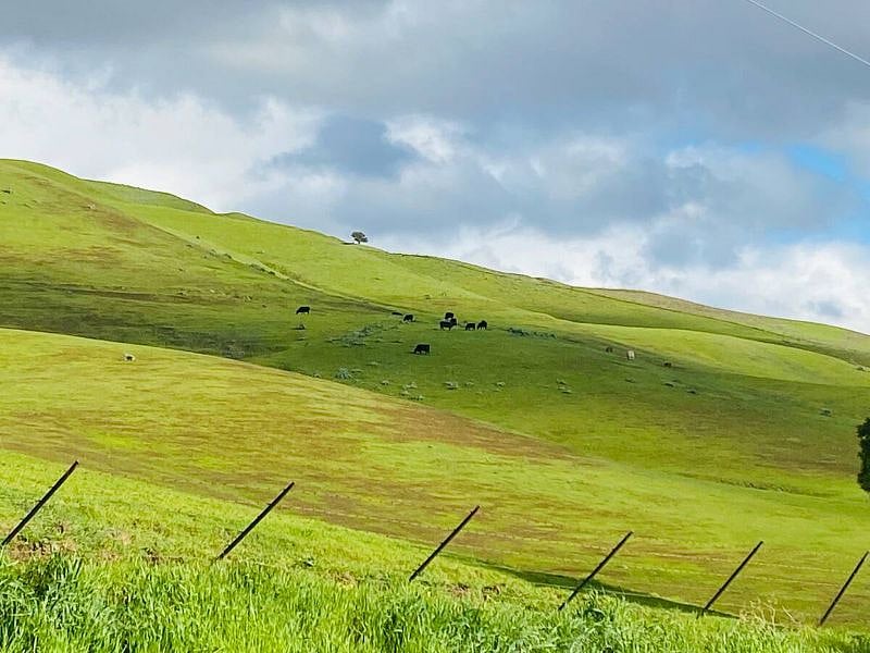 Up close with the cows, captured Feb23. 15 min walk from our guesthouse. The hills stay golden from Summer-Winter & turn lush green from Winter through Spring.