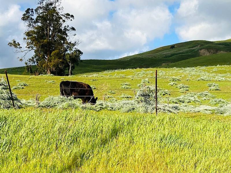 Up close with the cows, captured Feb23. 15 min walk from our guesthouse. The hills stay golden from Summer-Winter & turn lush green from Winter through Spring.