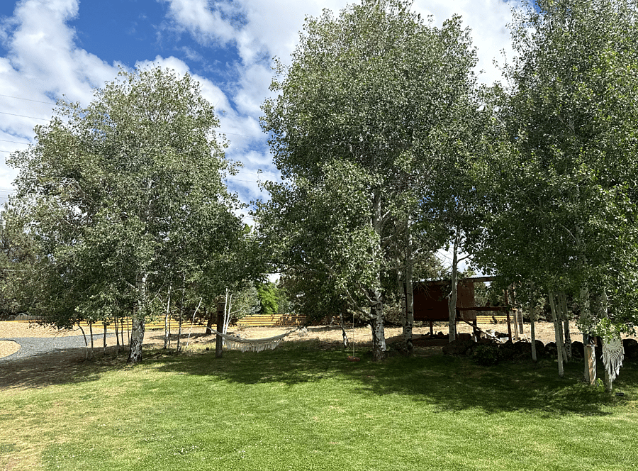 Backyard and chicken coop