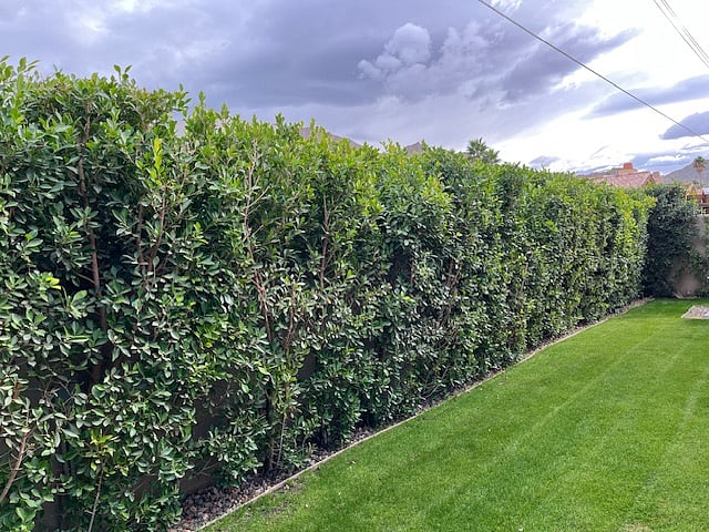 Private back yard