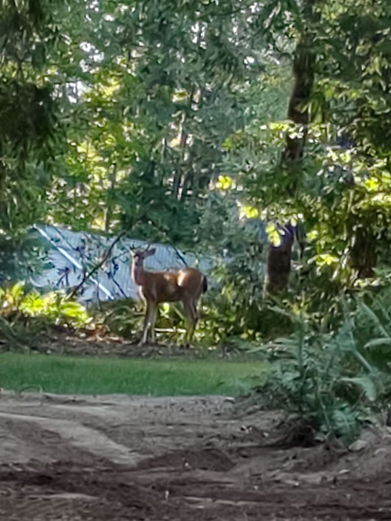 This 'neighbor' strolled by recently . . .