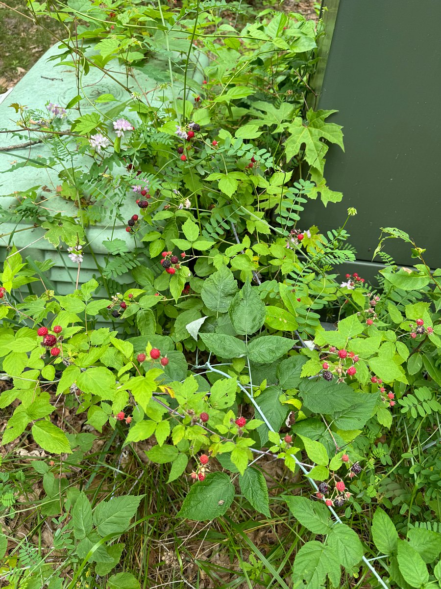Raspberry Bushes along Bike trail