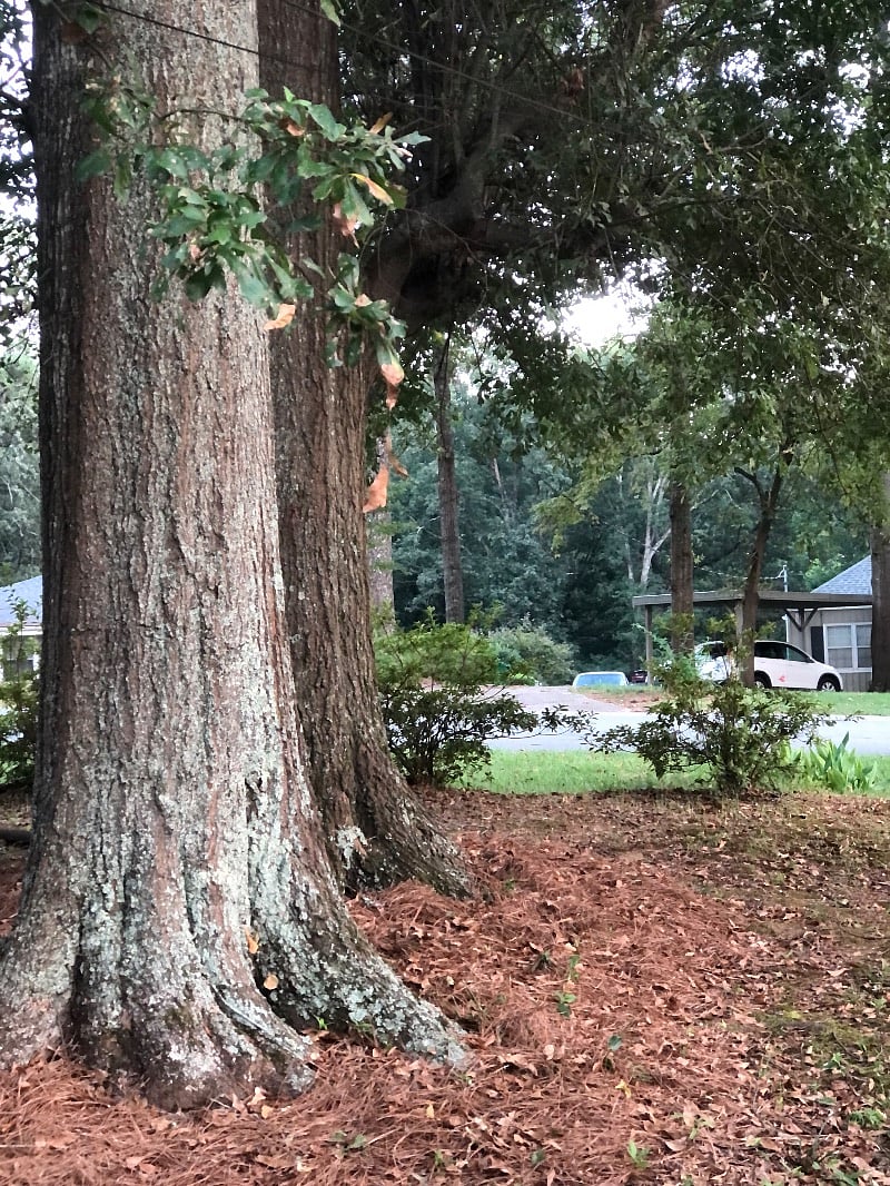 front yard