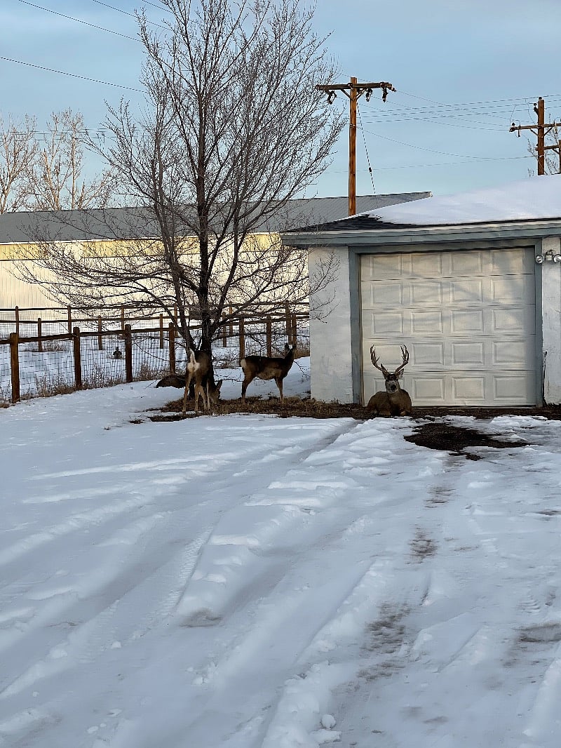 This stag loves hanging out in our yard!