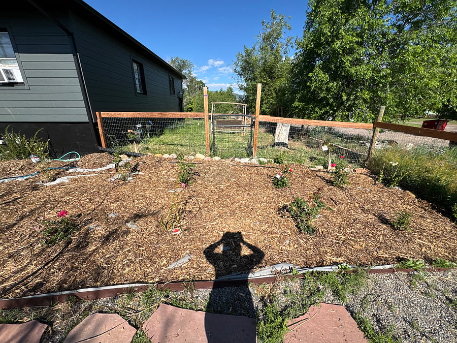 Side yard view from rose garden