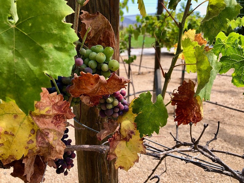 Wine grapes ripen on the vines.