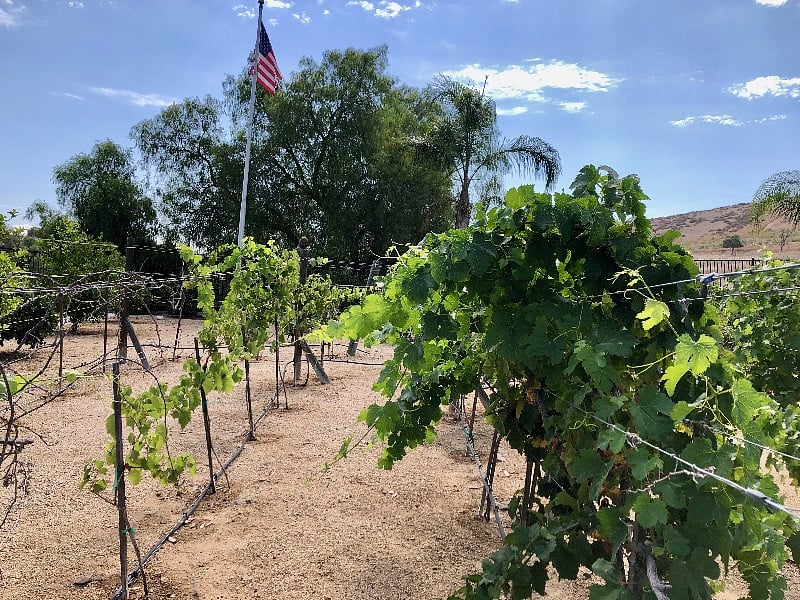 Vineyard & Citrus Trees