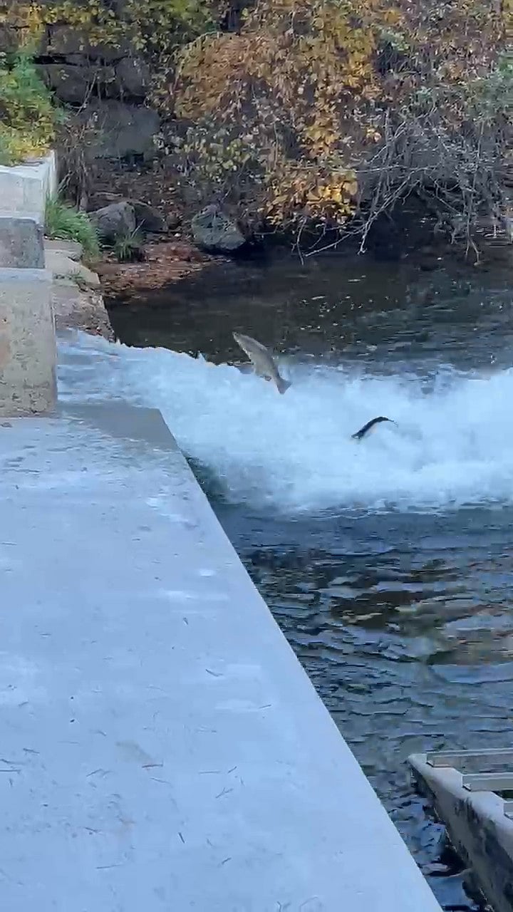 November Salmon Run