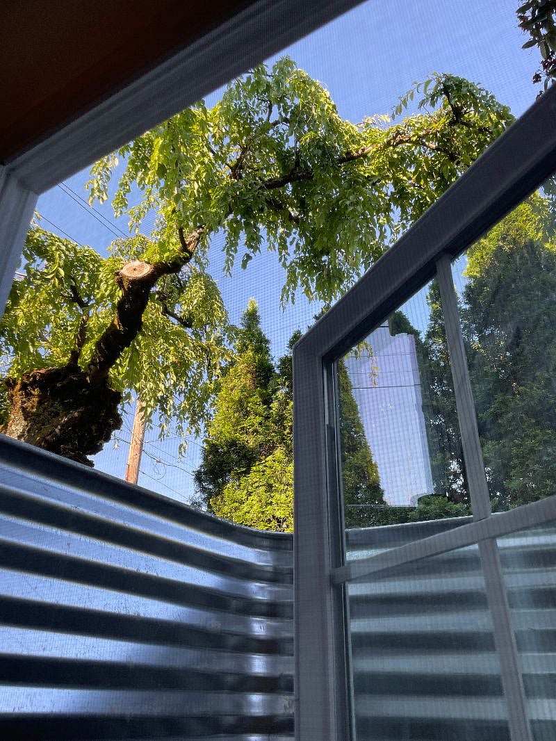 view from dining room window - east facing morning sunlight