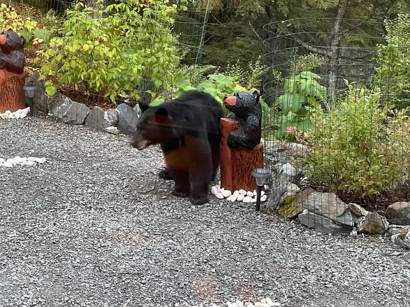 Black bears frequent the area