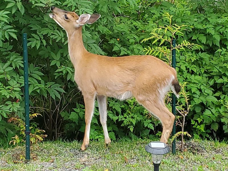 Sitka black-tailed deer in the yard