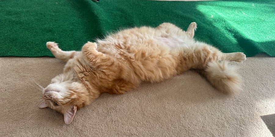 Bella leads yoga class every morning at 7:00 am