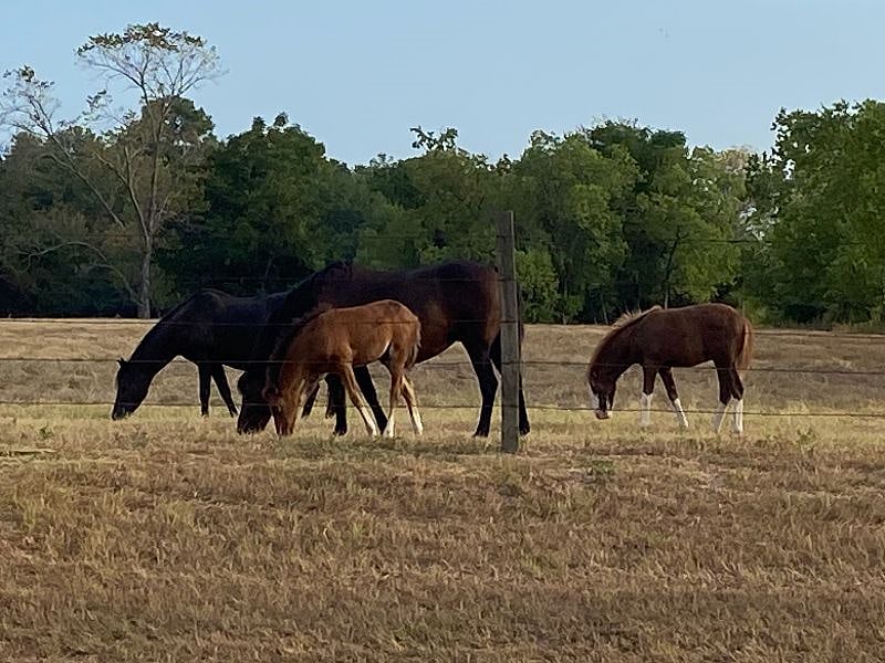 Nearby horse pasture